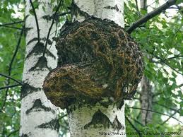 chaga