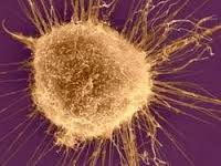 rak